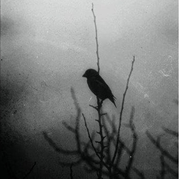 Meet your Posher, Trystyn - Picture 1 of 1